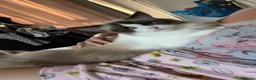 Ragdoll cats for sale: 1year old ragdoll girl in Sheffield - Advert 2