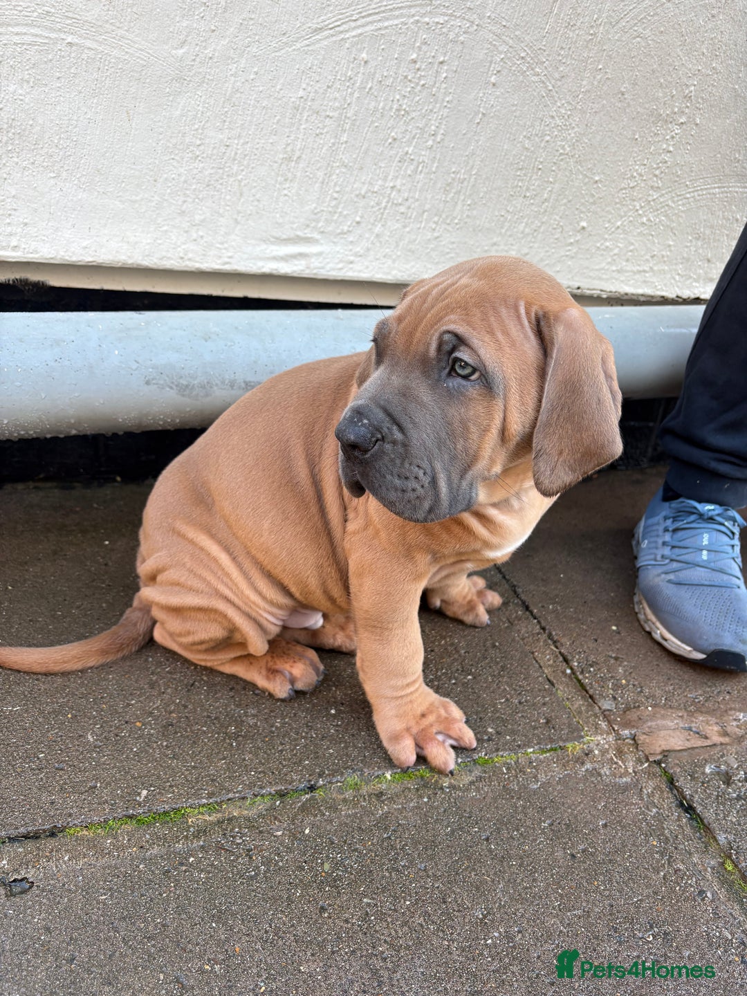 Boerboel dogs for sale: QUALITY NABBR REGISTERED PUPS!  - Advert 36