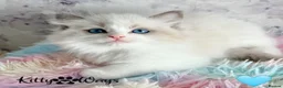 Ragdoll cats for sale: 🐾🩷*TICA REG* EU RAGDOLL KITTENS🌟 DNA CLEAR 🩵🐾 - Advert 23