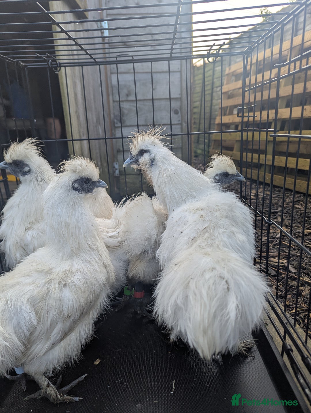 Chickens poultry for sale: 5 silkie chicks - Image 1