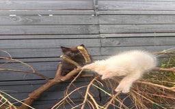 Ragdoll cats for sale: Ragdoll kitten  - Image 11