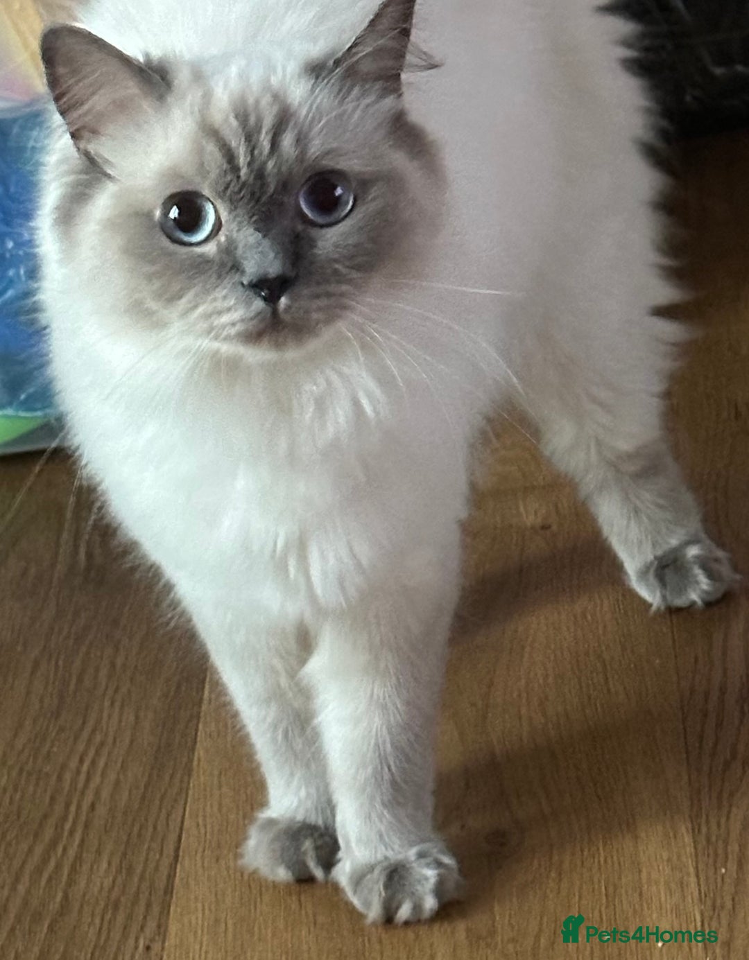 Ragdoll cats for sale: Beautiful Sealpoint Ragdoll For Sale - Image 4
