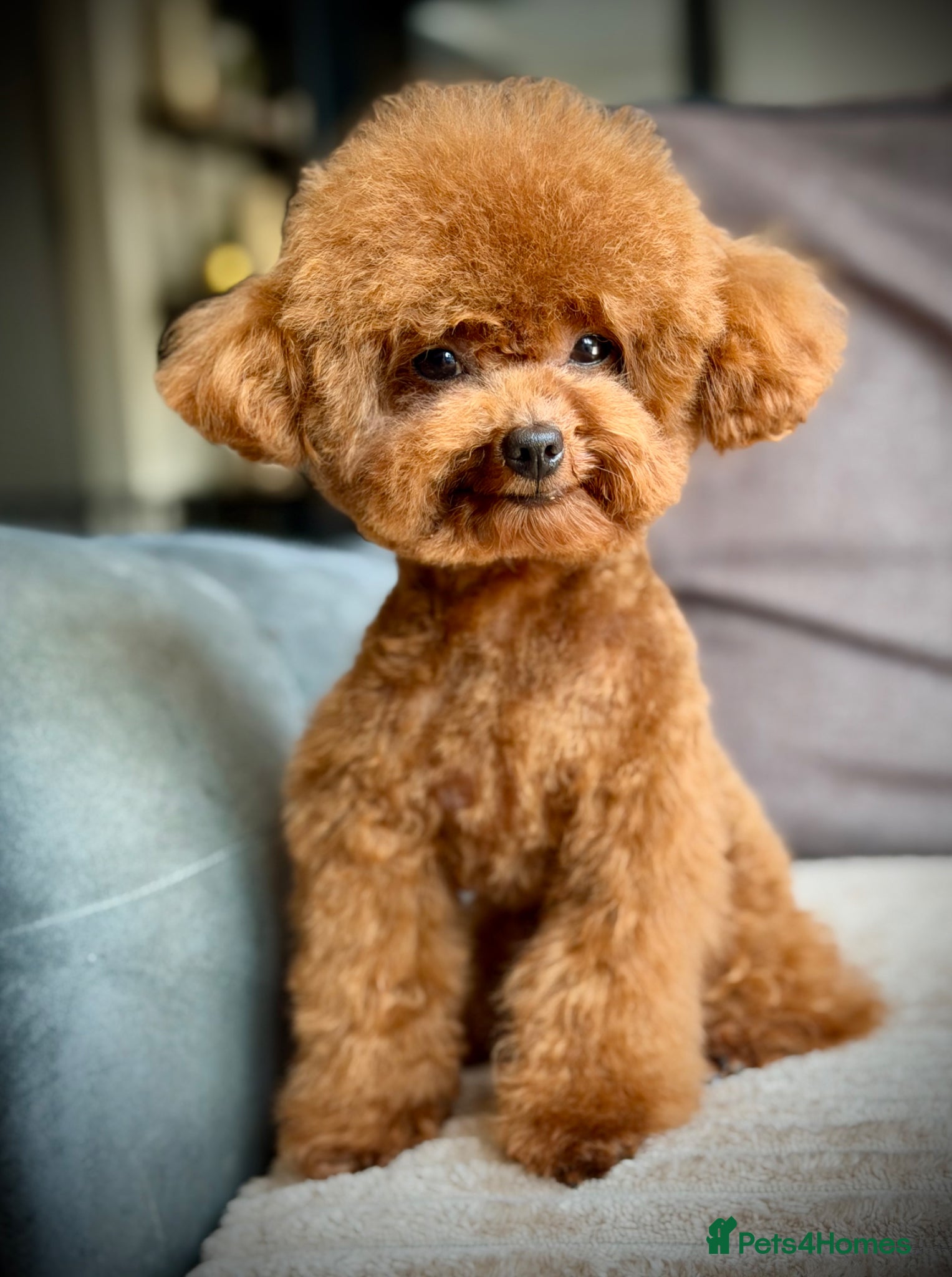 Toy Poodle dogs  🍒 Tiny Red Asian Poodle for Stud 🍒 - Advert 22
