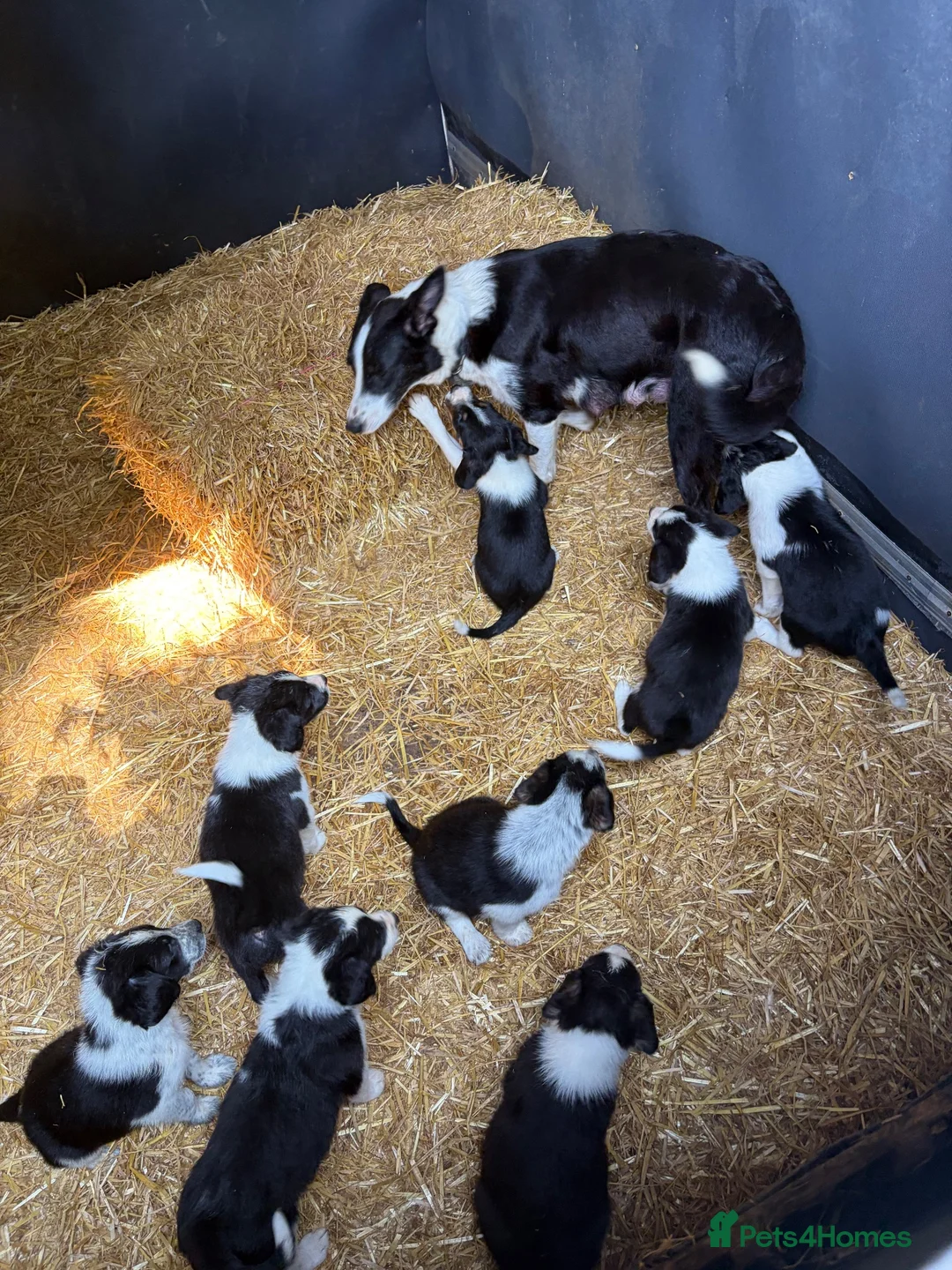 Border Collie dogs for sale: Border collie puppies  - Advert 1