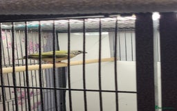 Finches birds for sale: Young Gouldian finches - Image 13