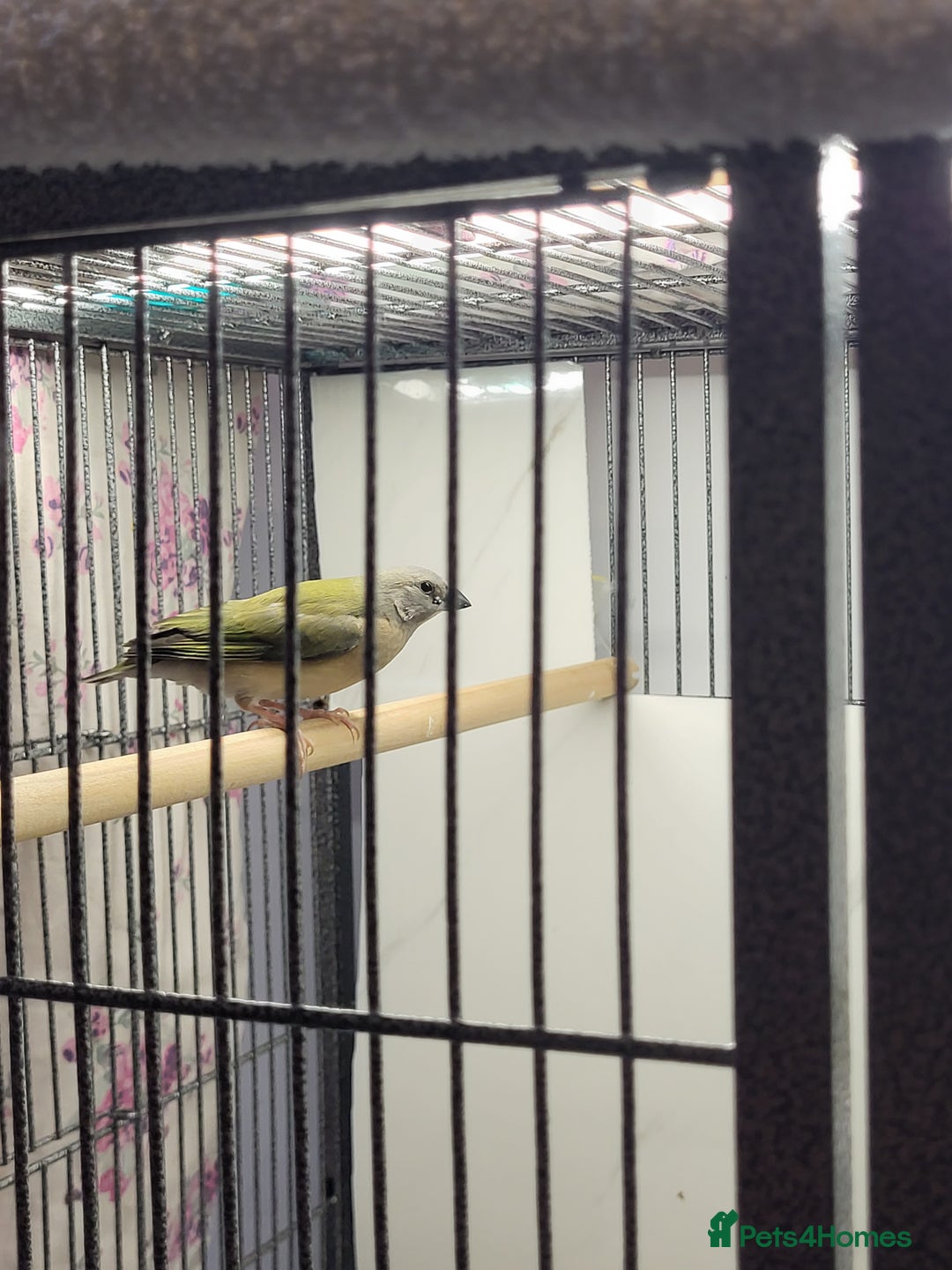 Finches birds for sale: Young Gouldian finches - Image 13