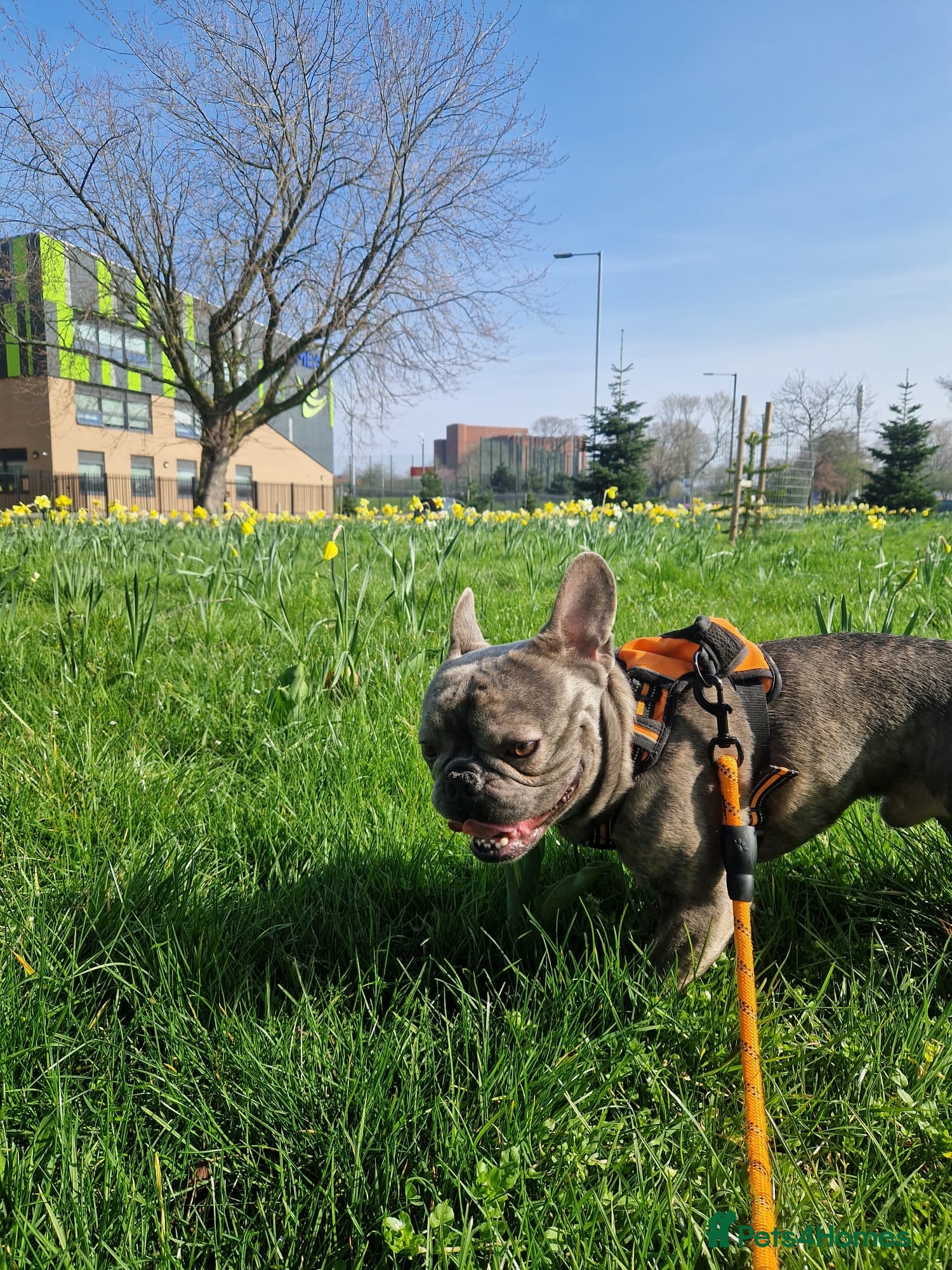 French Bulldog dogs   Bam - Advert 1