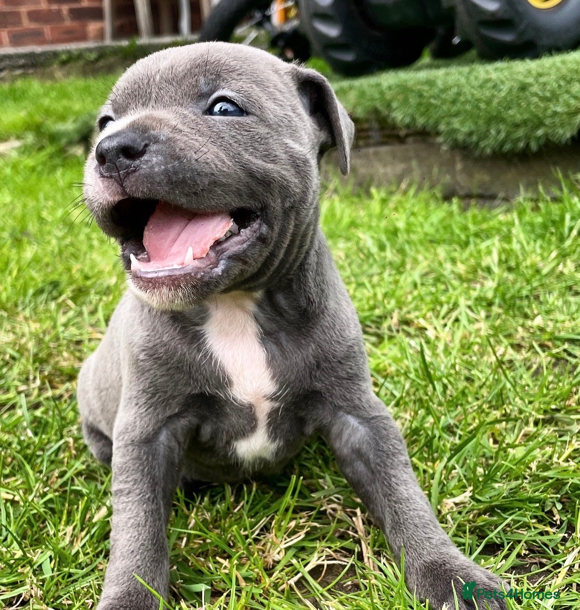 Staffordshire Bull Terrier dogs Black Eye SBTs this season litter 3 boys 3 girls  - Advert 2