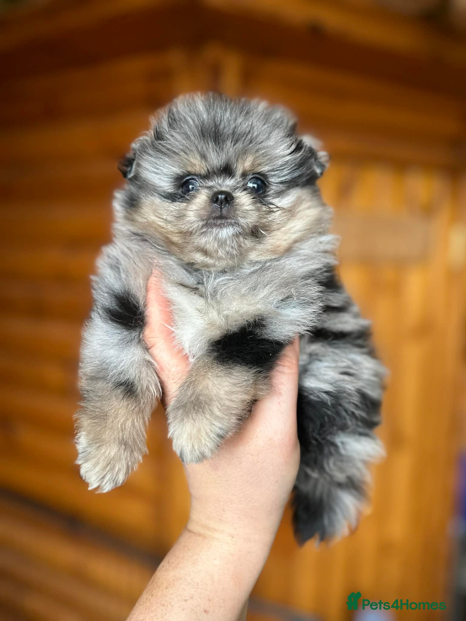 Pomeranian dogs Sonic💙🥶 - Advert 7