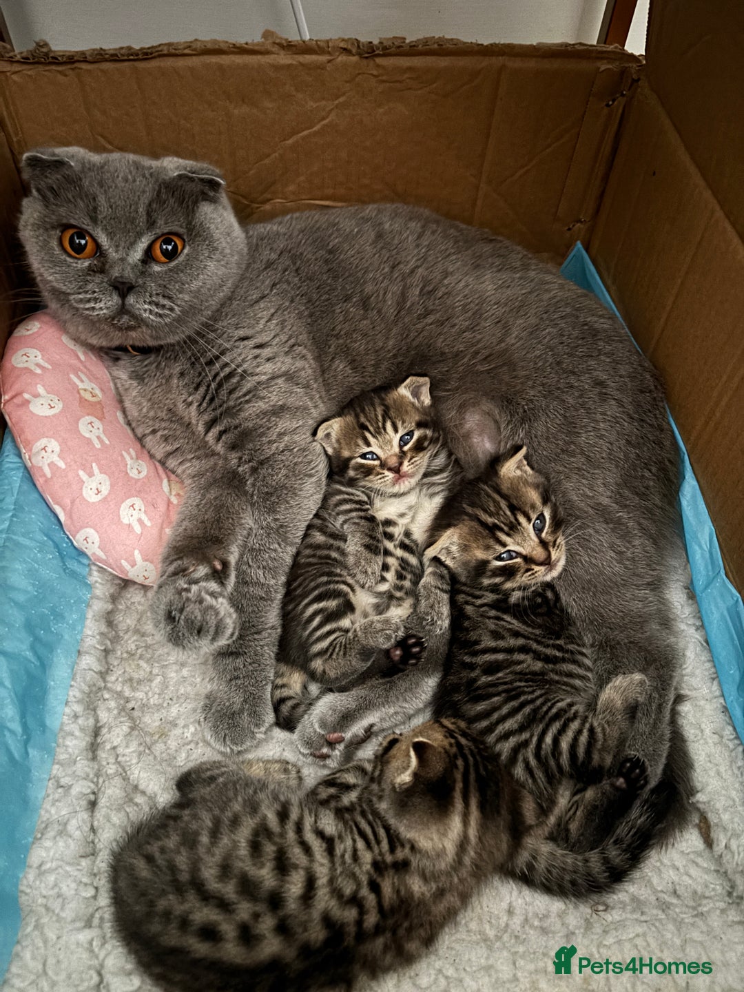 Mixed Breed cats for sale: Tabby Scottish Fold kittens - Advert 6