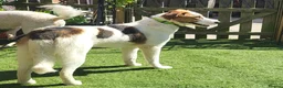 Mixed Breed dogs for adoption: MELODY ( FOSTER TO ADOPT)  - Advert 4