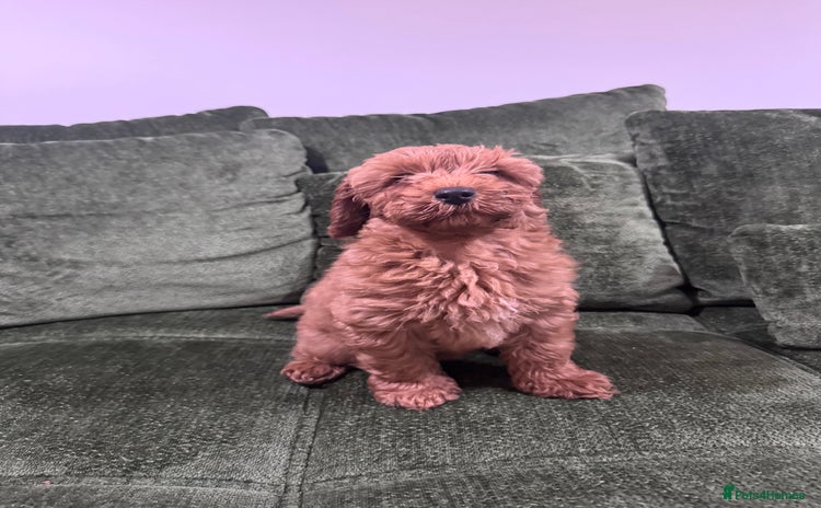 Cavapoo dogs Fox red toy F1B cavapoos last few  - Advert 16