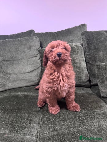 Cavapoo dogs Fox red toy F1B cavapoos last few - Advert 16