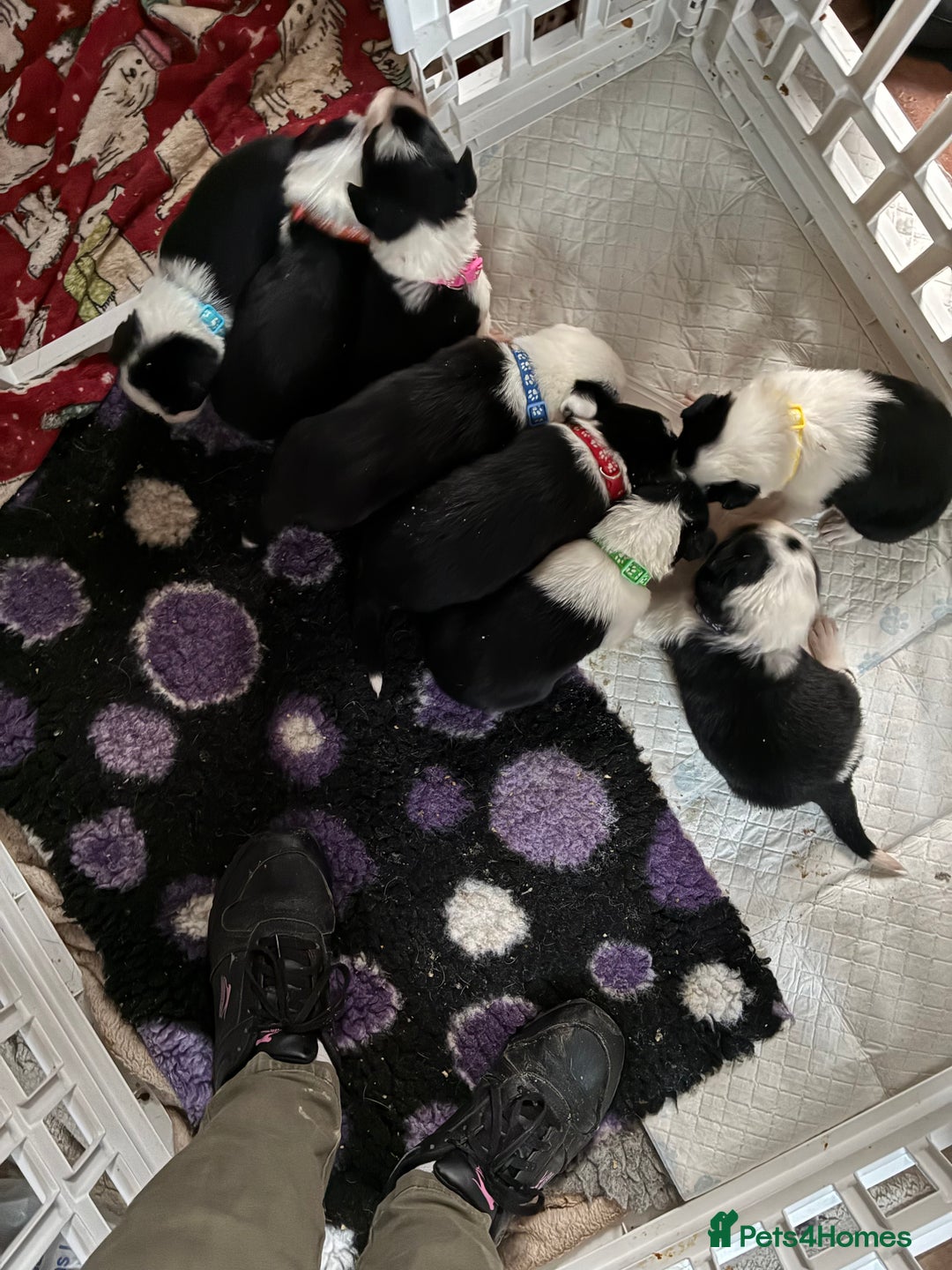 Border Collie dogs for sale: Beautiful puppies  - Advert 3