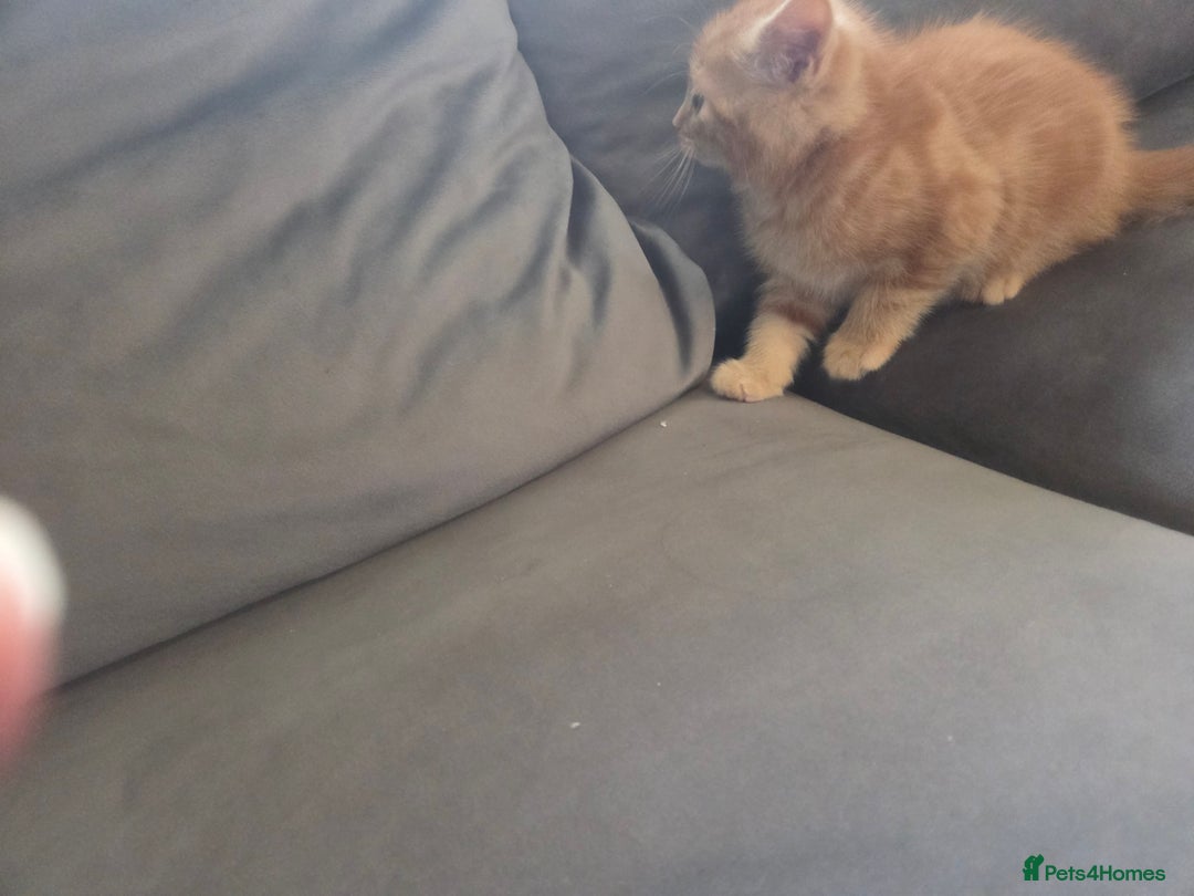 Mixed Breed cats for sale: 3 kittens ready for forever homes - Advert 4