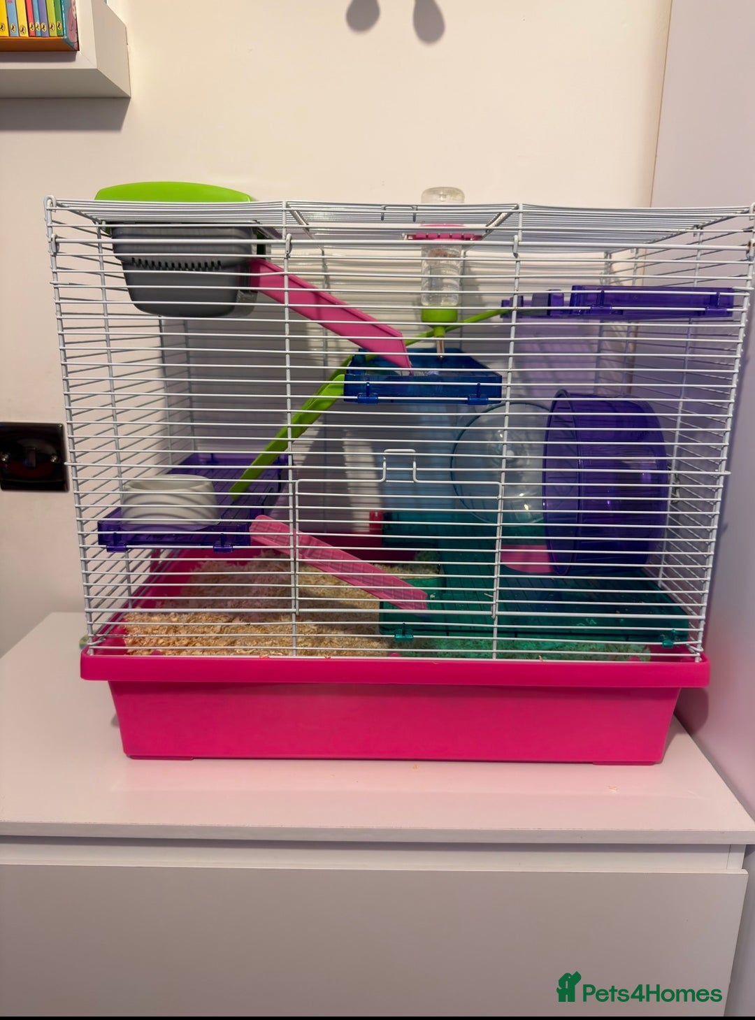 Hamster rodents for sale: Two Robovski Hamsters With Cage - Advert 2