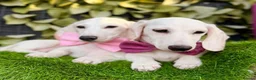 Miniature Dachshund dogs for sale: Pure White GHOST dachshunds - Advert 20