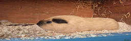 Guinea Pig rodents for sale: Californian Male Guinea pigs  in Axminster - Advert 1