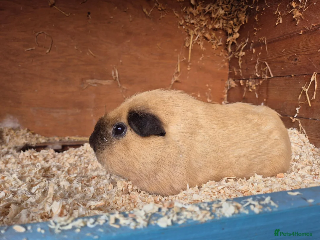 Guinea Pig rodents for sale: Californian Male Guinea pigs  in Axminster - Advert 1