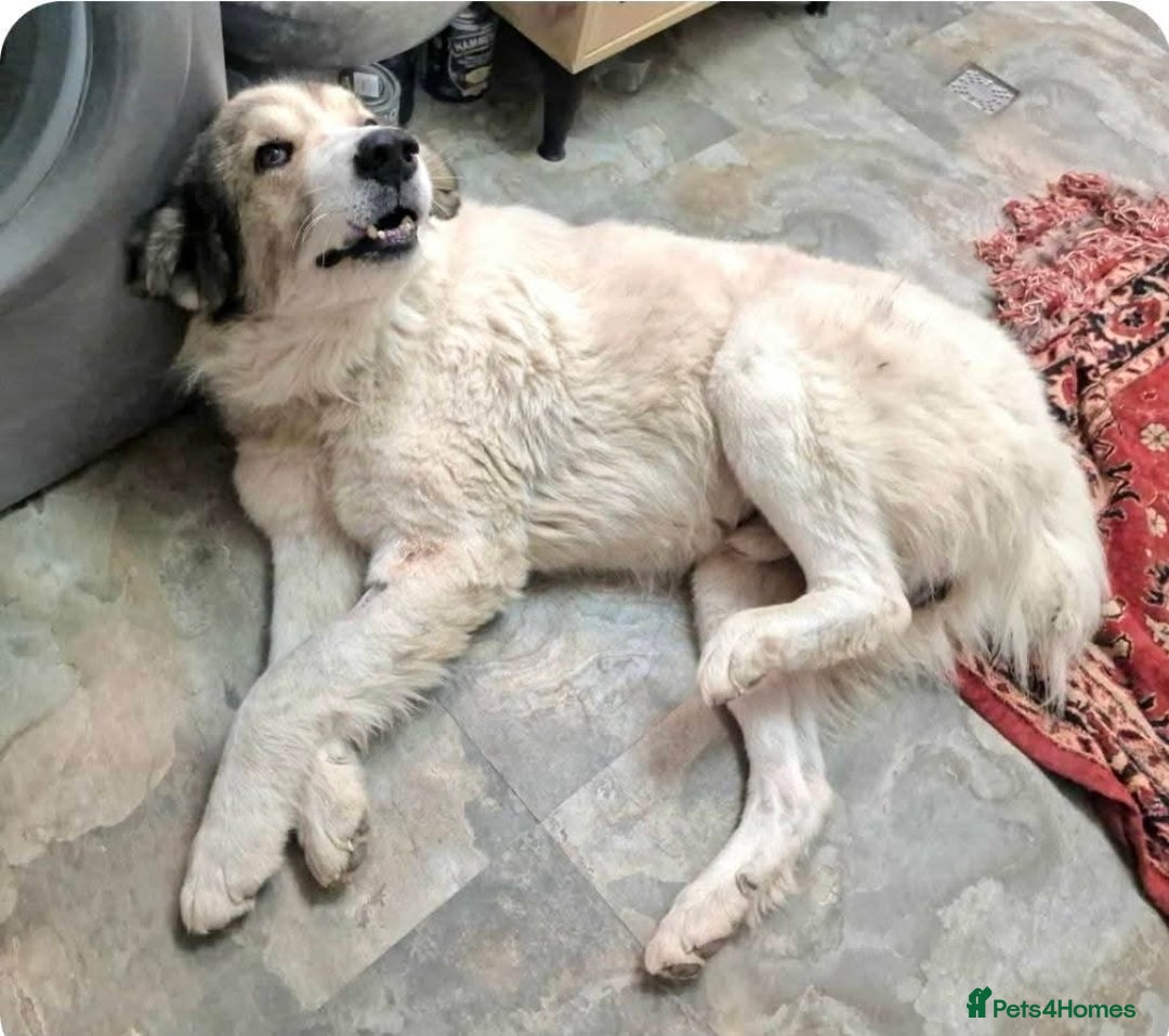 Mixed Breed dogs for adoption: GIGI  - Advert 2