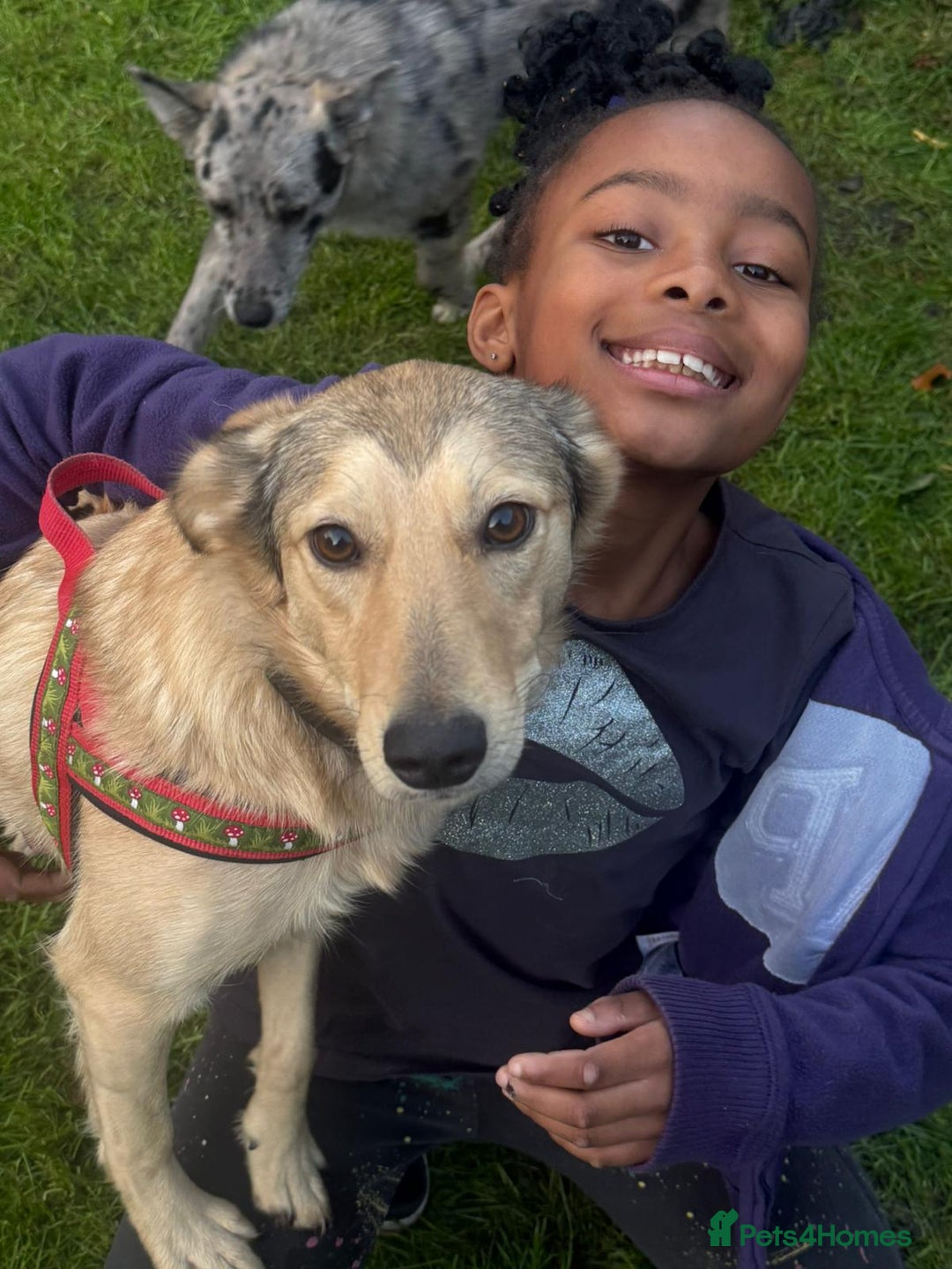 Mixed Breed dogs for adoption: 💙🐶 NICK(8 month) & ❤️🐶 MAILY (1 year)  - Advert 7