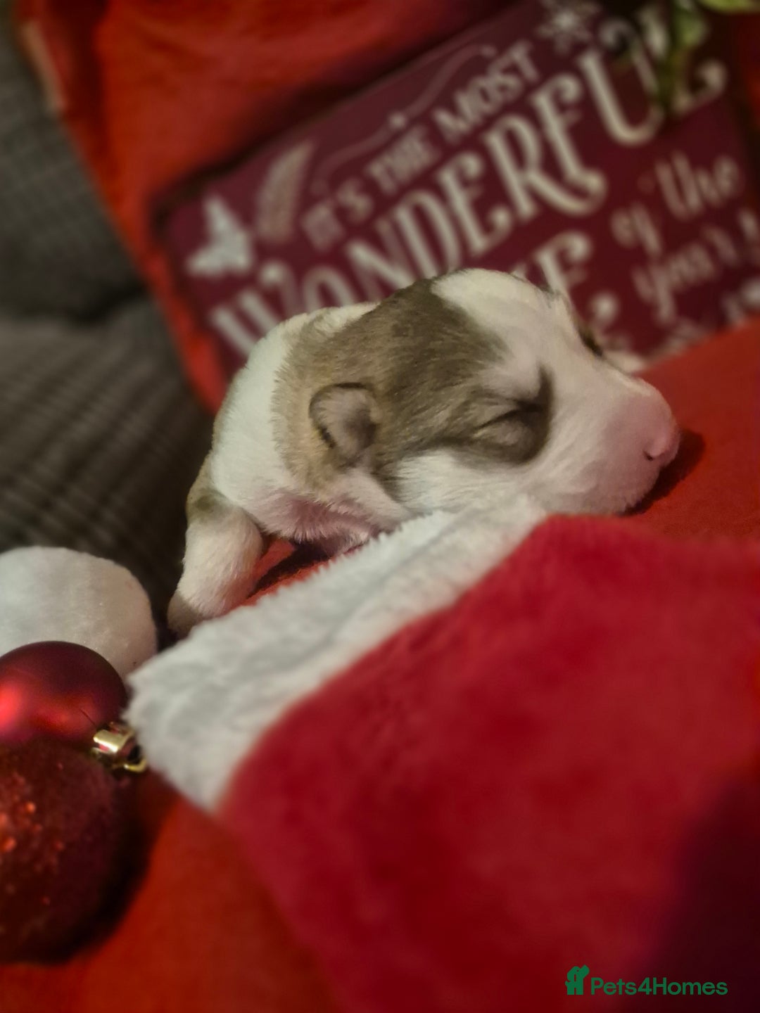 Alaskan Malamute dogs for sale: Beautiful husky malmute puppies - Advert 12