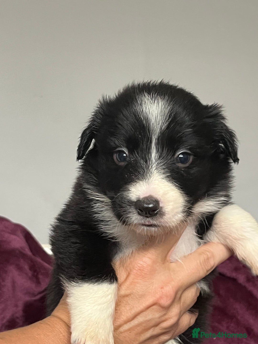 Border Collie dogs for sale: Beautiful Border Collie Puppies - Image 4