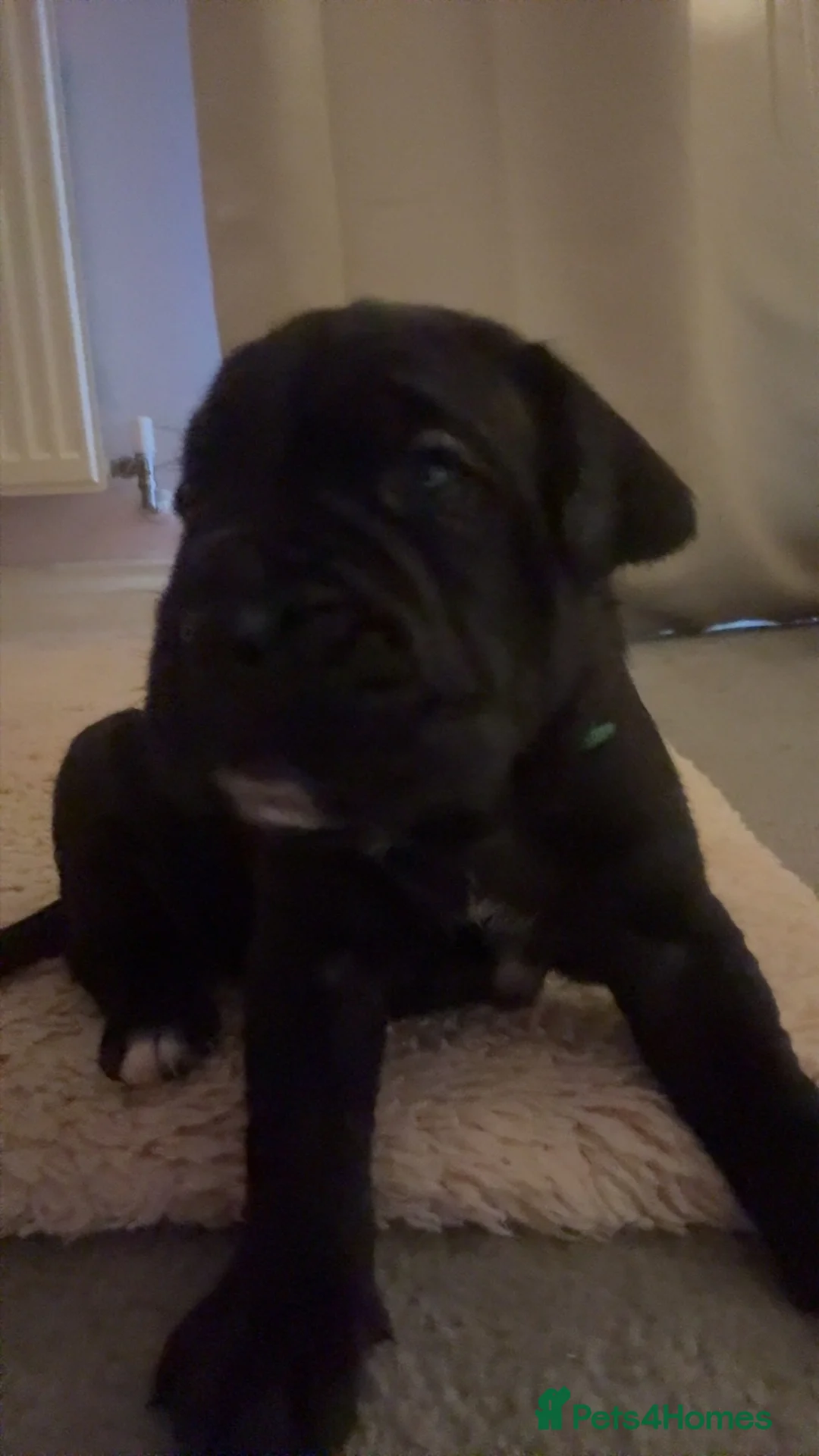 Cane Corso dogs for sale: CANE CORSO puppies 4 boys 2 girls (1 sold) in Birmingham - Advert 2