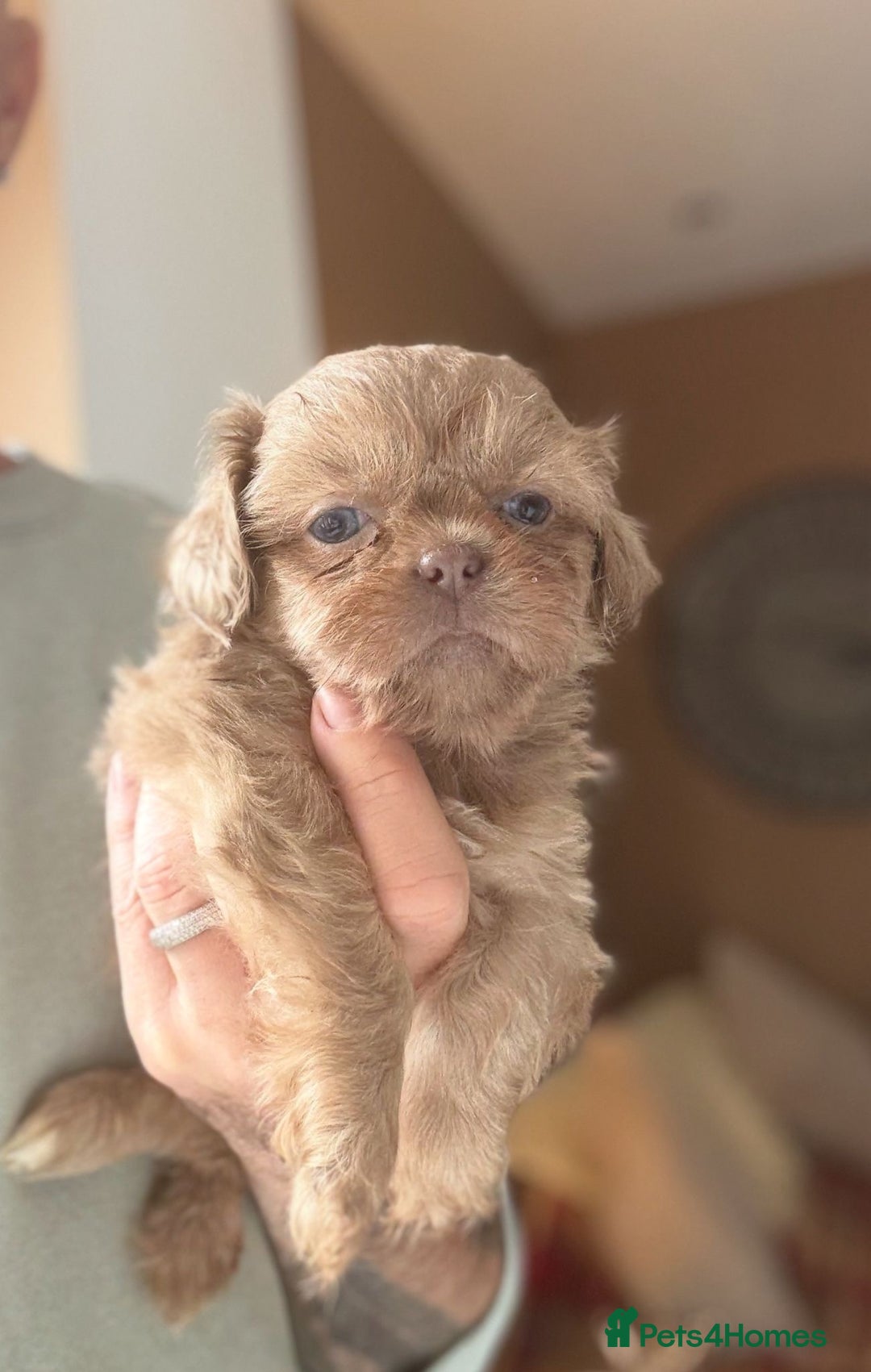 Shih Tzu dogs for sale: 💙🩷Two Beautiful Shih Tzu Puppies Available  - Image 1