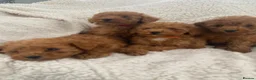 Toy Poodle dogs for sale: Toy poodle puppy for sale  - Advert 29