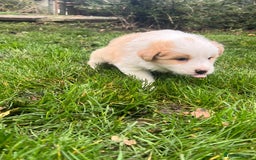 Border Collie dogs for sale: Pure Bred Border Collie Puppies For Sale - Image 5