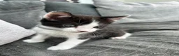 Mixed Breed cats for sale: Mixed breed kittens  - Advert 13