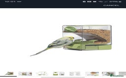 Budgerigars birds for sale: Budgie for sale  - Image 18