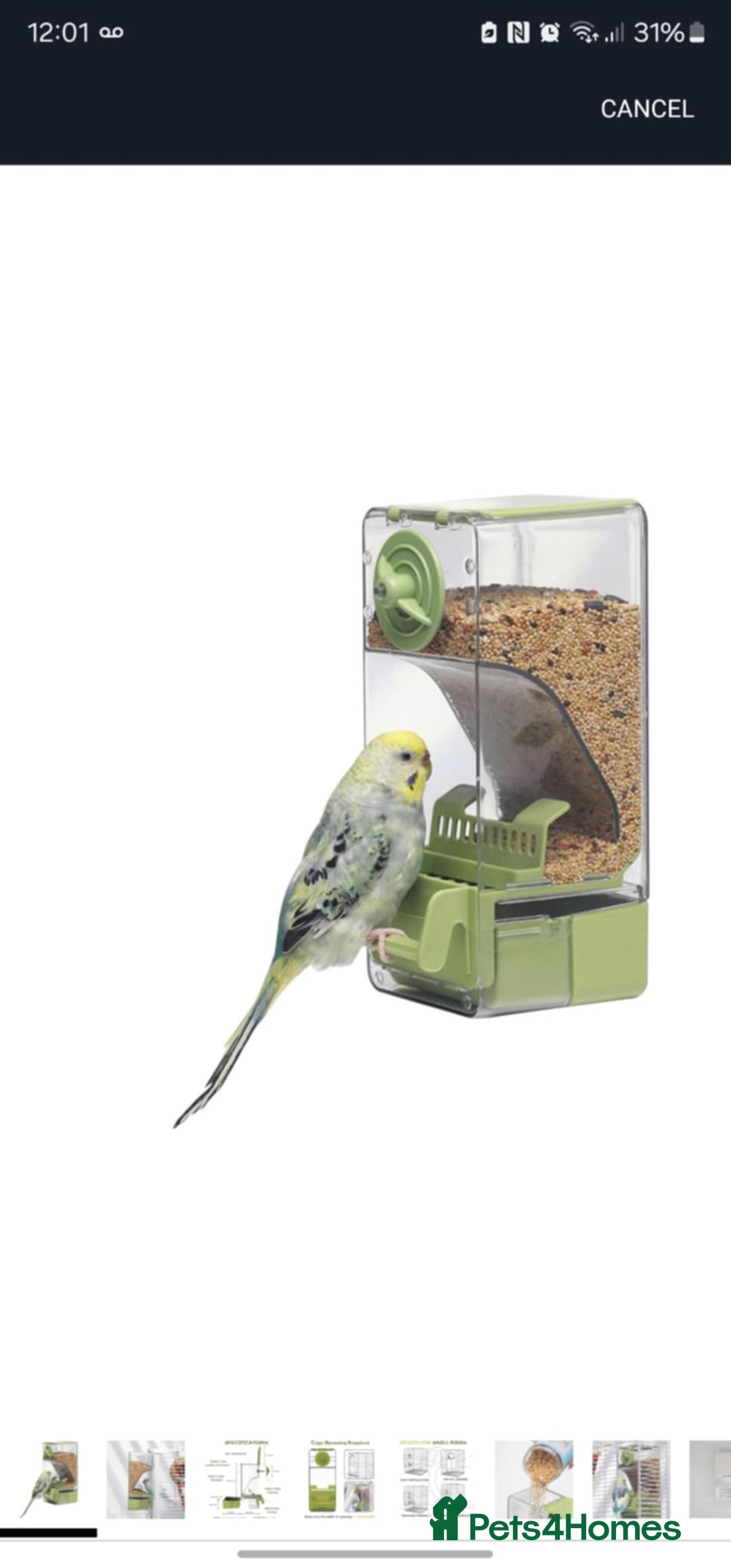 Budgerigars birds for sale: Budgie for sale  - Image 18
