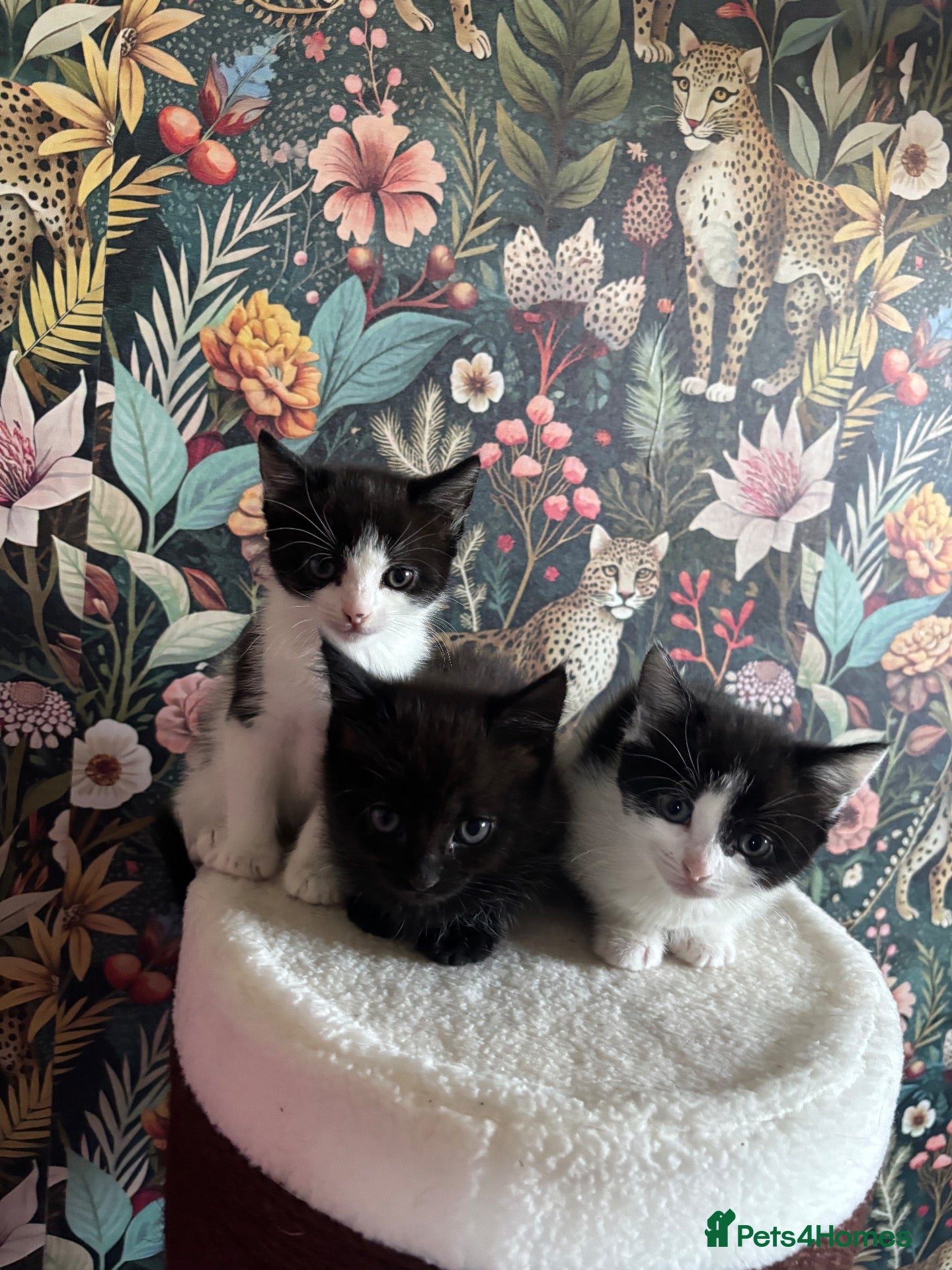 Mixed Breed cats 3 female kittens for sale  - Advert 1