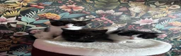 Mixed Breed cats for sale: 3 female kittens for sale  in Romsey - Advert 1