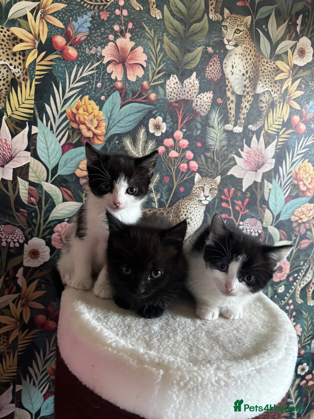 Mixed Breed cats for sale: 3 female kittens for sale  in Romsey - Advert 1