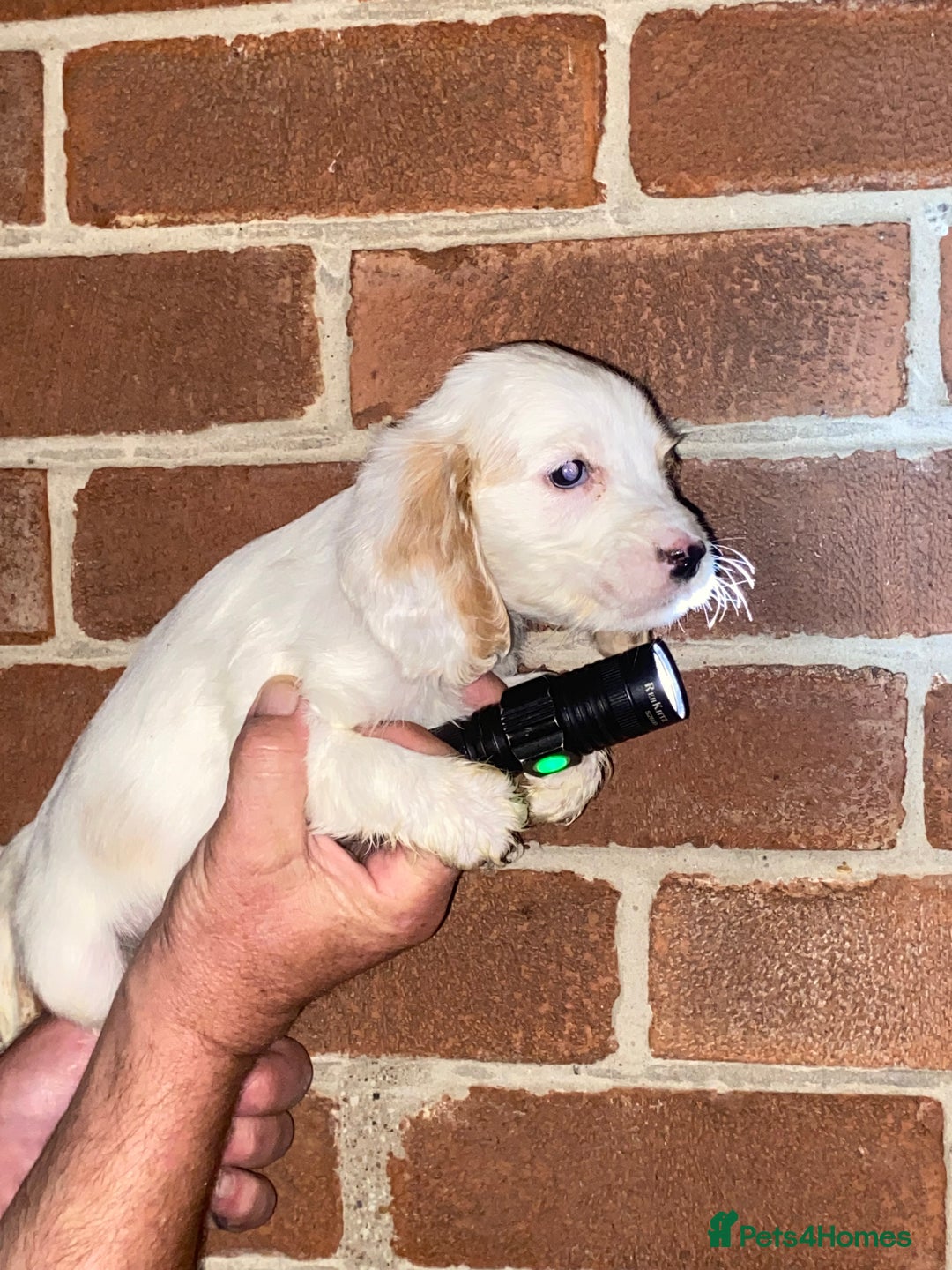 Cockapoo dogs for sale: Beautiful Cockapoo  - Image 1