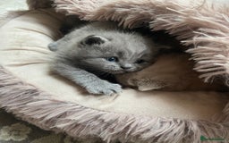 British Shorthair cats for sale: British Shorthair Kittens For Sale - Advert 15