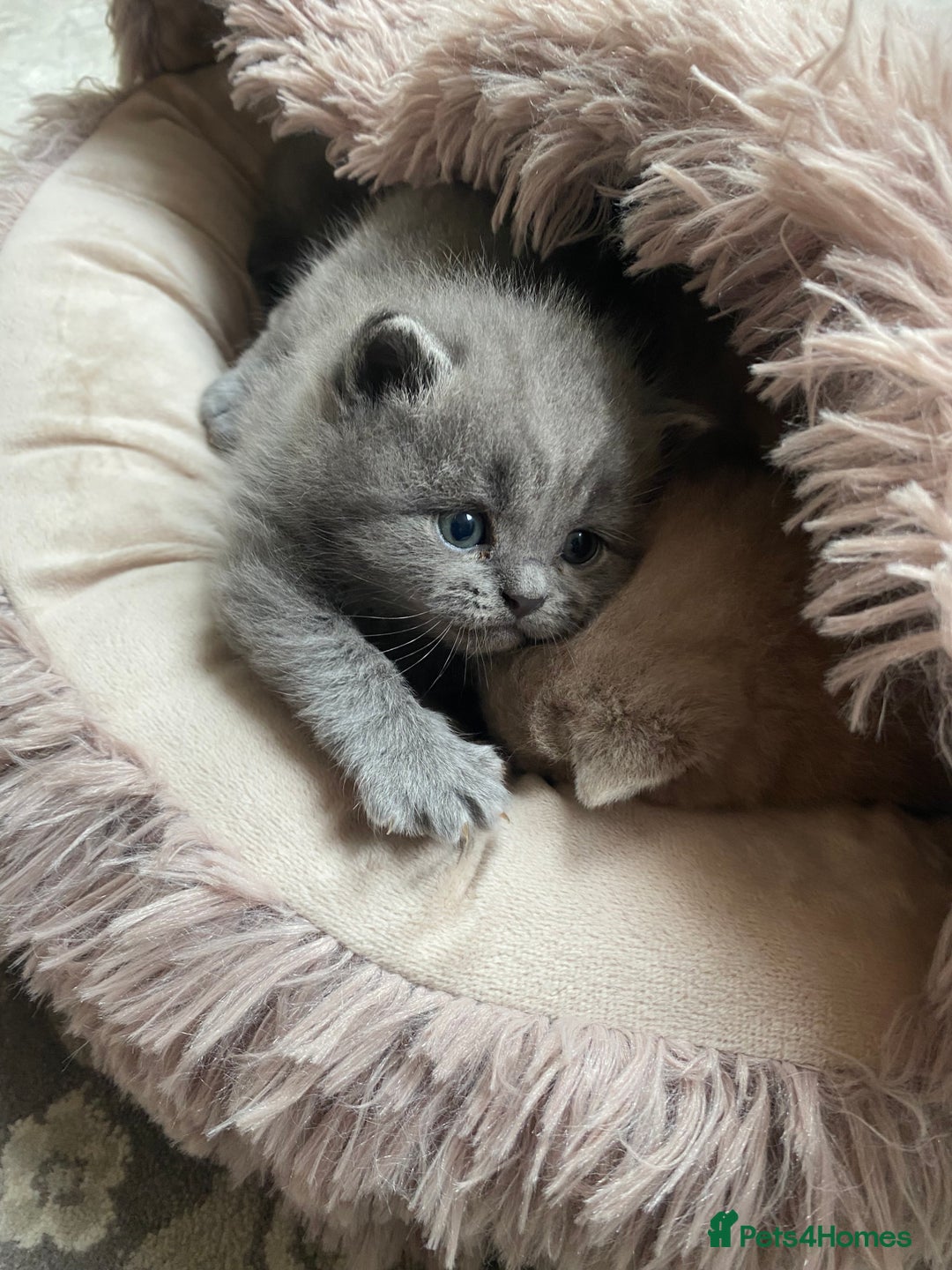 British Shorthair cats for sale: British Shorthair Kittens For Sale - Advert 15