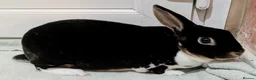 Mini Lop rabbits for sale: 2 female rabbits for sale - Advert 4