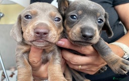 Dachshund dogs for sale: 5 beautiful miniature Dachshund puppies - Image 3