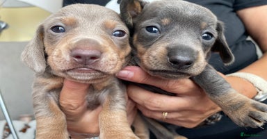 Dachshund dogs - Advert 16