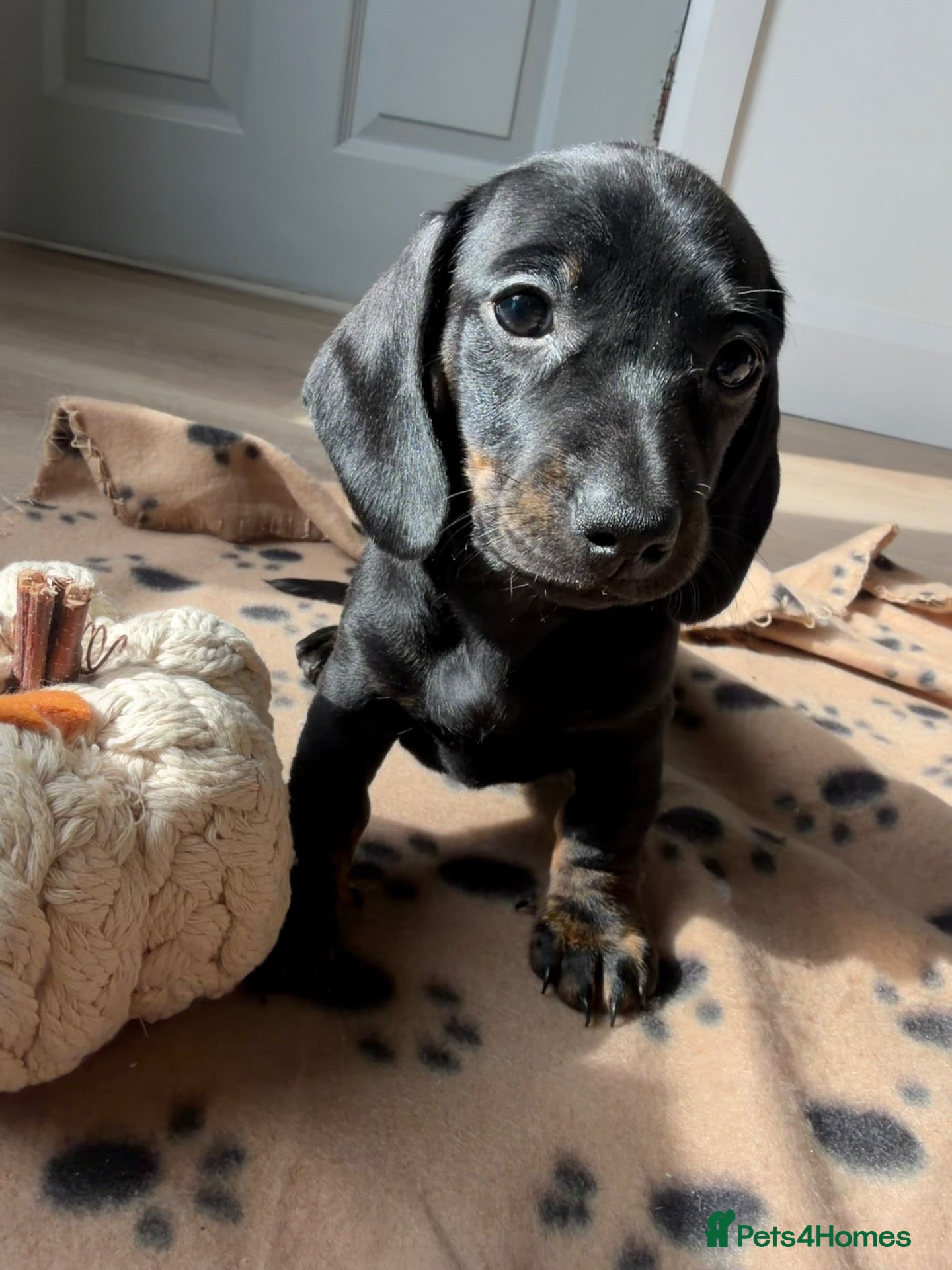 Miniature Dachshund dogs Stunning true mini KC Dachshund puppies - Advert 14