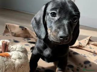 Miniature Dachshund dogs Stunning true mini KC Dachshund puppies - Advert 14