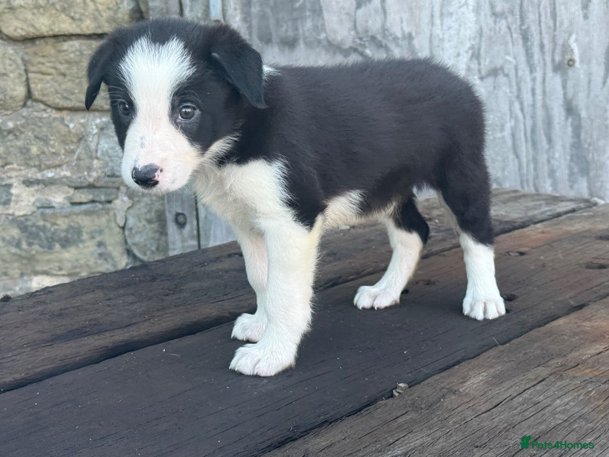 Border Collie dogs ISDS registered pups from amazing lines - Advert 1