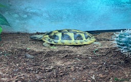 Hermann Tortoise reptiles for sale: 15 month old Hermanns Tortoise - Advert 1