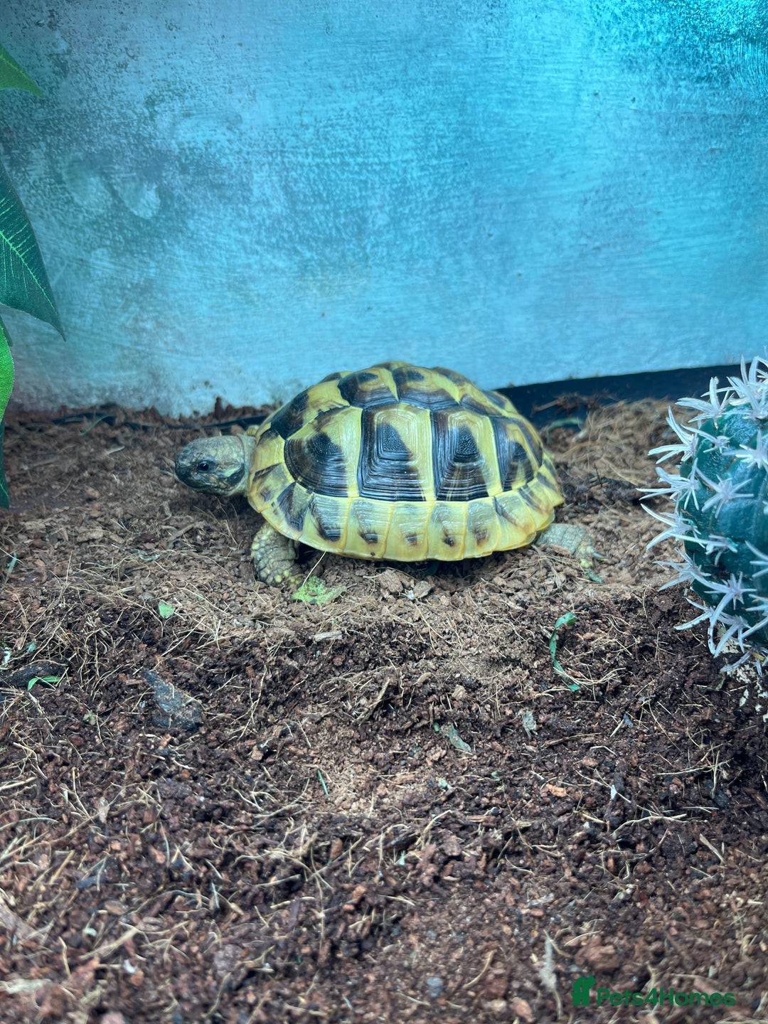 Hermann Tortoise reptiles for sale: 15 month old Hermanns Tortoise - Advert 1