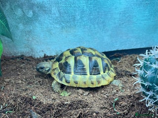 Hermann Tortoise reptiles 15 month old Hermanns Tortoise - Advert 3