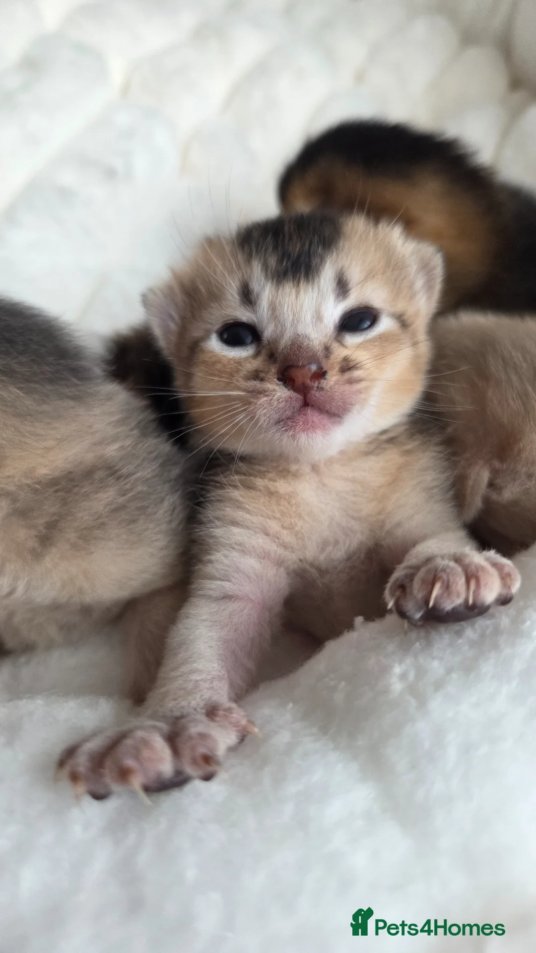 Abyssinian cats for sale: Abyssinian kittens TICA registered - Advert 2